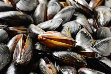 mussel background