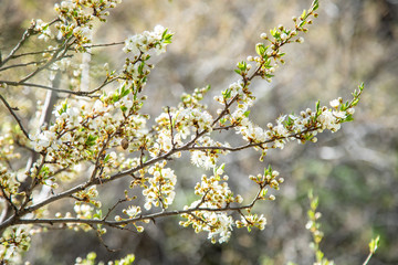 flowering tree in the garden