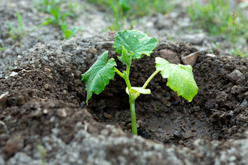 Harvest cucumbers. Summer green garden. Vector illustration. Summer crop. Vegetables from the garden.