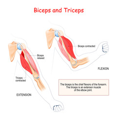 anatomy of biceps and triceps - obrazy, fototapety, plakaty