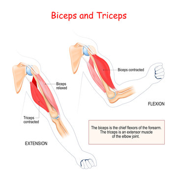 anatomy of biceps and triceps