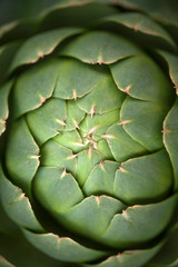 Top of the Artichoke Bulb