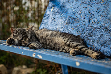 Obraz premium A sleeping cat in corona days.
