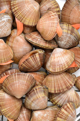 Stacked fresh raw clams on white background