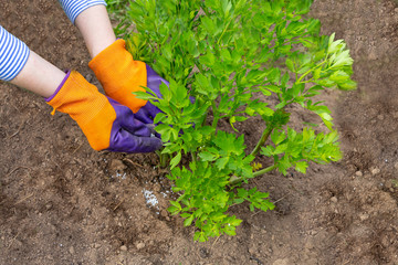 Fototapeta premium Plant care in the spring while flowering. The farmer hands in gloves weed, fertilizing to the young green bushes of parsleys.
