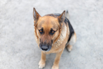 Top view of adult female german shepherd dog sitting on the ground. Adorable pet, close-up