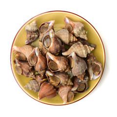 live conch on white background