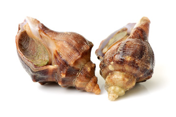 live conch on white background