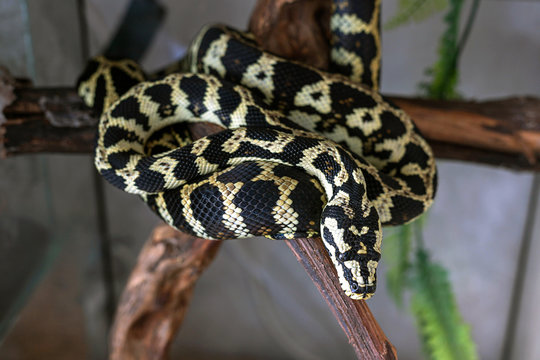 Young morelia spilota python resting after a meal. Snake basking in the sun curled in a ball on a brown branch. Close-up