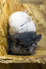 Front portrait of baby grey and white chinchillas sitting on each other on wooden shelf. Lovely and cute pet, background idea