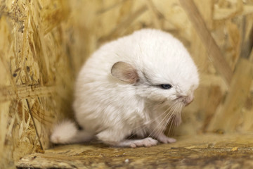 Close-up of baby white chinchilla sitting on wooden shelf. Lovely and cute pet, background