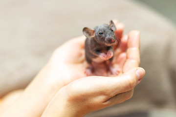 Baby grey dumbo sphinx rat sitting in female hands. Lovely and cute pet, background, close-up, top view