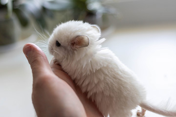 Baby white chinchilla sitting on male hand on white background. Lovely and cute pet, close-up