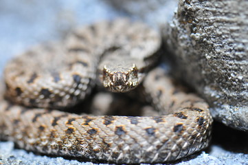 Vipère aspic (vipera aspis atra)