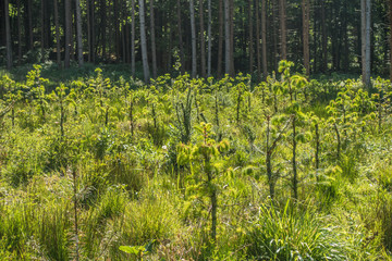 Wiederaufforstung und Neubepflanzung des Mischwaldes im Frühjahr