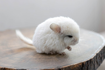 Baby white chinchilla sitting on brown wood slice. Lovely and cute pet, background, close-up