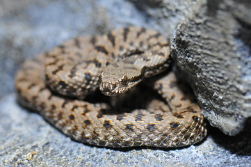 Vipère aspic (vipera aspis atra)
