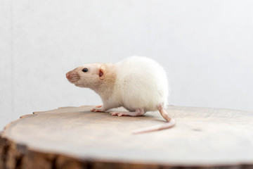White dumbo rat sitting on brown wood slice. Lovely and cute pet, background idea