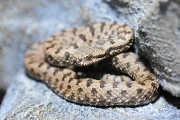 Vipère aspic (vipera aspis atra)