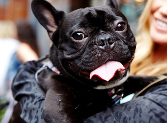 An adorable French Bulldog (Frenchie) breed looks very happy as it receives a loving hug from it's owner