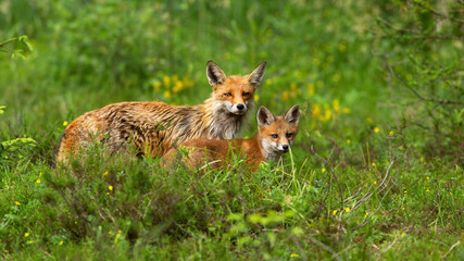 Lovely red fox, vulpes vulpes, mother and cub looking into camera on a green meadow in summer nature. Beautiful young animal watching on glade with copy space.
