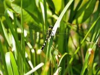 green dragonfly on grass