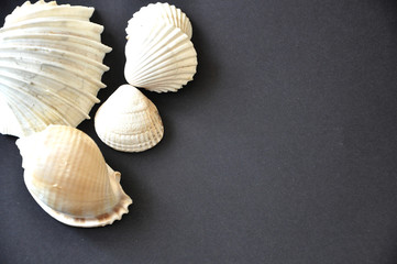 Sea Shells Decoration