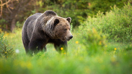 Male brown bear, ursus arctos, walking on green grass and looking aside in nature. Animal wildlife with strong massive body going in summer wilderness with copy space.