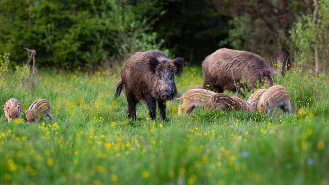 Numerous wild boar, sus scrofa, herd feeding in nature with dark forest in background. Group of hairy mammals grazing on meadow in spring. Animal wildlife in nature.