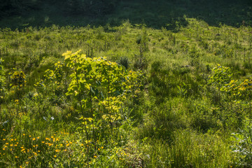Wiederaufforstung und Neubepflanzung des Mischwaldes im Frühjahr