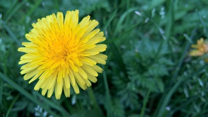Flor silvestre
