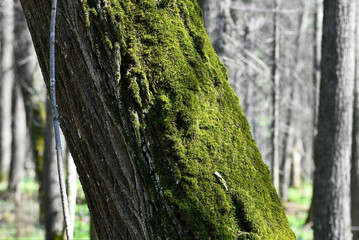 Obraz premium a tree in the forest is covered with beautiful moss.