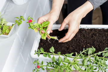 Top view of female hands putting baby aptenia cordifolia with roots and pink flower in white rectangular flower pot. Sun rose plant potting, home gardening