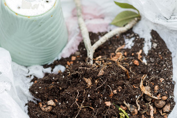 Plumeria plant on soil near the pot before potting. Frangipani repotting close-up