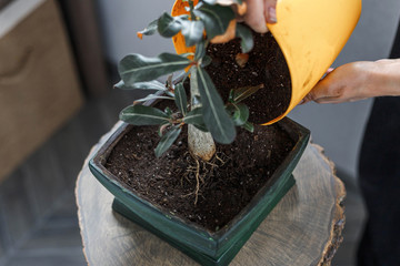Hands holding yellow pot with soil for potting adenium obesum in green flower pot for bonsai design...