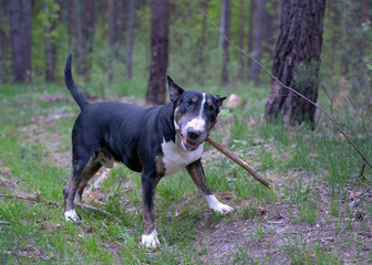 bullterrier is playing in the forest