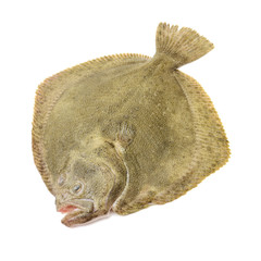 Psetta maxima (Turbot Fish) on white background