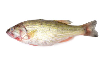 sea bass isolated on white background