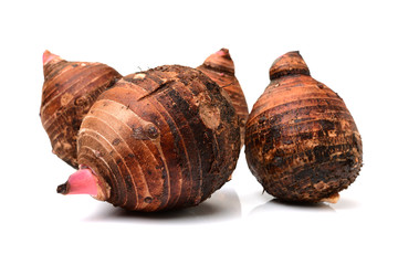 Taro on a white background