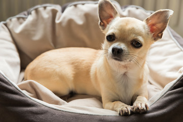 Closeup portrait of small funny beige mini chihuahua dog, puppy laying in dog bed