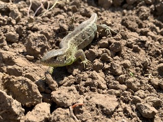 Salamander Kellerwald