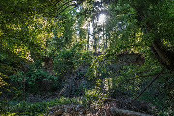 Sonnenstrahlen durchdringen dunklen Wald