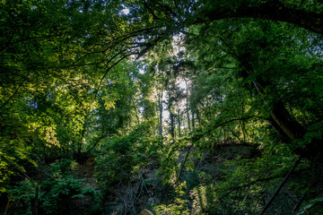 Fototapeta na wymiar Sonnenstrahlen durchdringen dunklen Wald