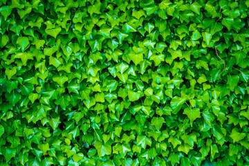 Ivy wall tropical pattern design element