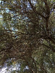 trees in the woods