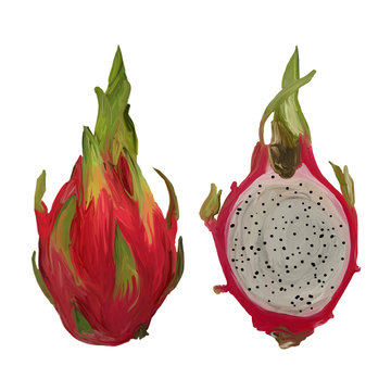 Close up illustration of a fresh exotic dragon fruit in gouache. Half and a whole fruit close-up. White and pink variety Pitahaya. Asian cactus fruit isolated on white