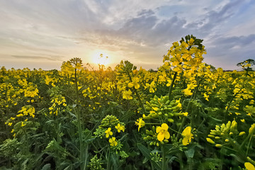 Rapeseed fields, yellow flowers at sunset light, agricultural landscape, farming industry. Blooming canola flowers