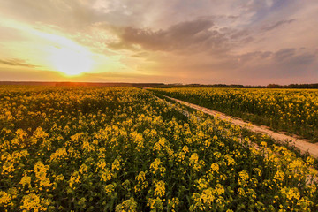 Rapeseed fields, yellow flowers at sunset, agricultural landscape with rural road, farming industry. Blooming canola flowers. Flowering rapeseed