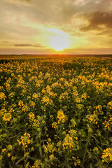 Fototapeta premium Rapeseed fields, yellow flowers at sunset light, agricultural landscape, farming industry. Blooming canola flowers