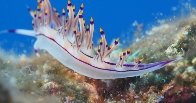 flabellina nudibranch nudybranch underwater slug scenery ocean life